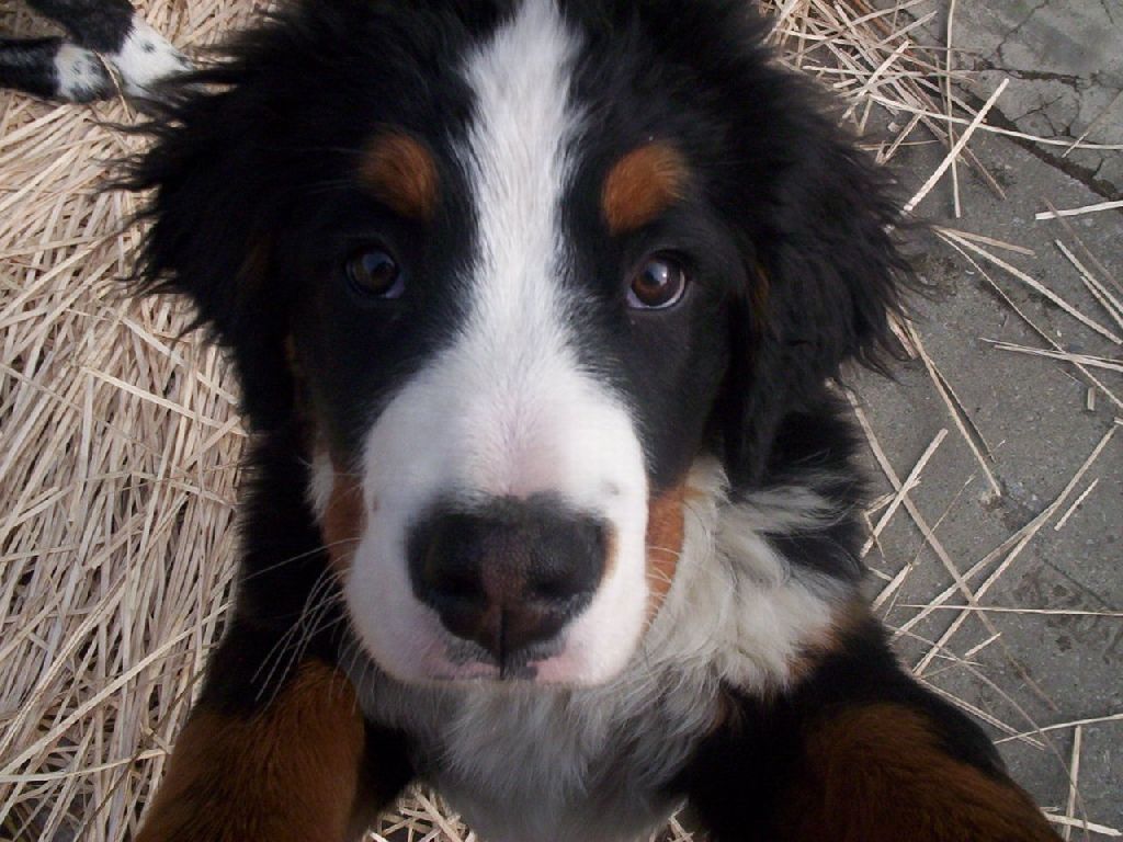 Psíček :) Salašnícky